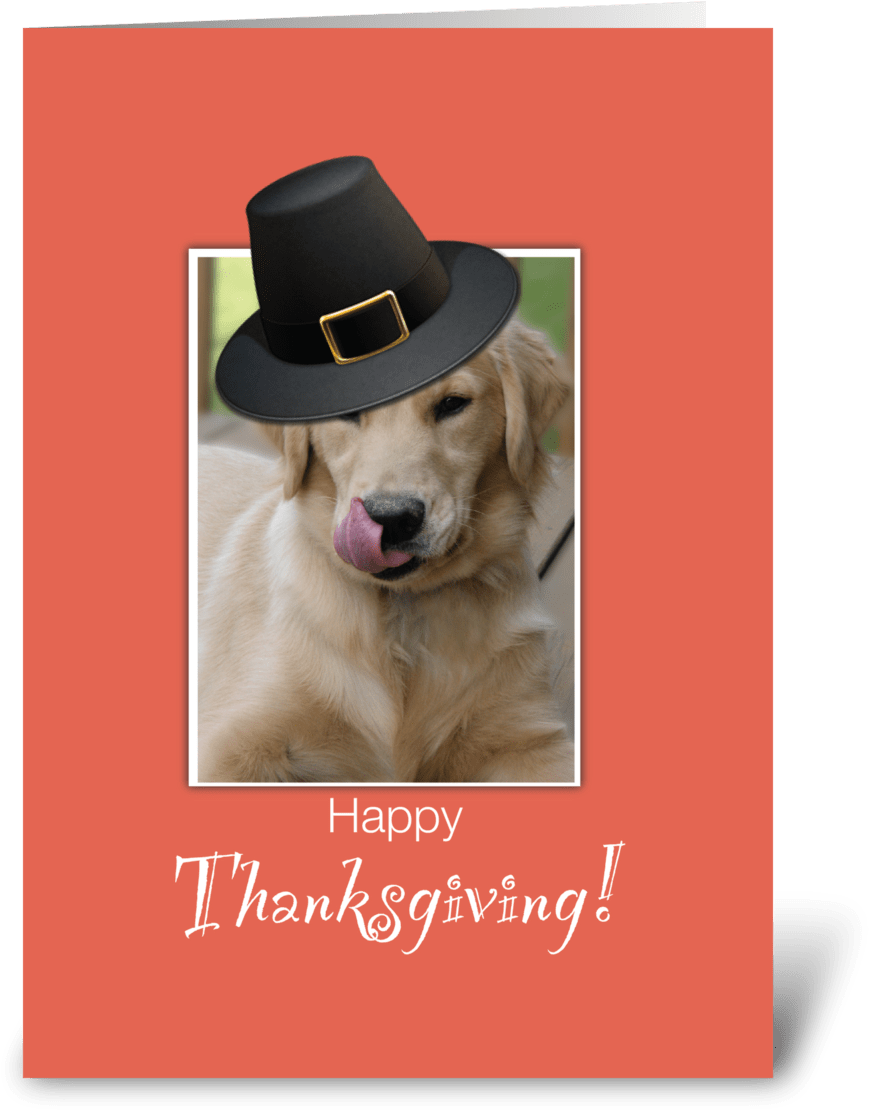 Funny Dog Thanksgiving, Humorous - Funny Happy Thanksgiving Animated Gif (1050x1188), Png Download