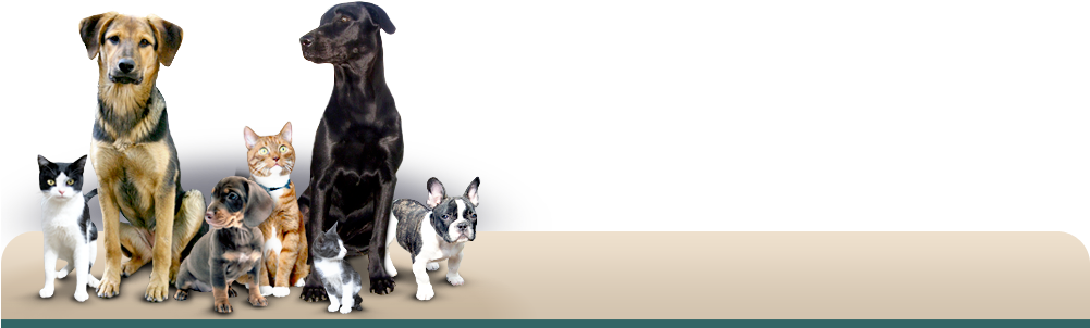 Pet World - Animal Header (1000x312), Png Download