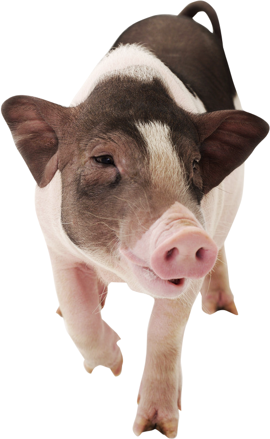 Domestic Pig (681x989), Png Download