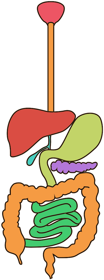 Pin It On Pinterest - Digestion (1024x1024), Png Download