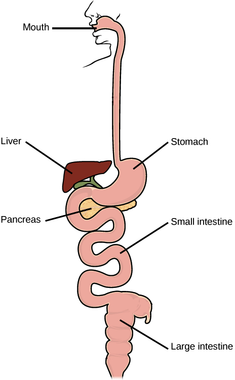 Starts At Mouth, Which Connects To Stomach - Respiratory System Of Goat (500x766), Png Download