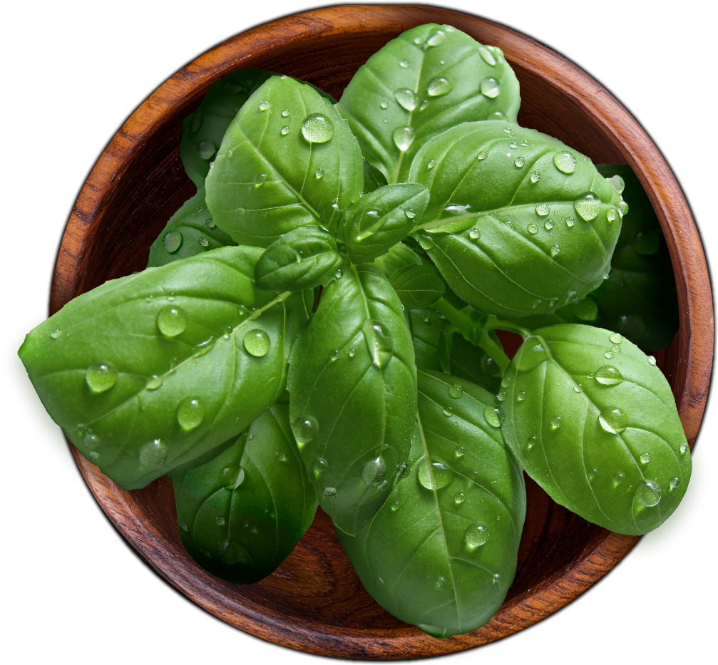 Houseplant (1200x1000), Png Download