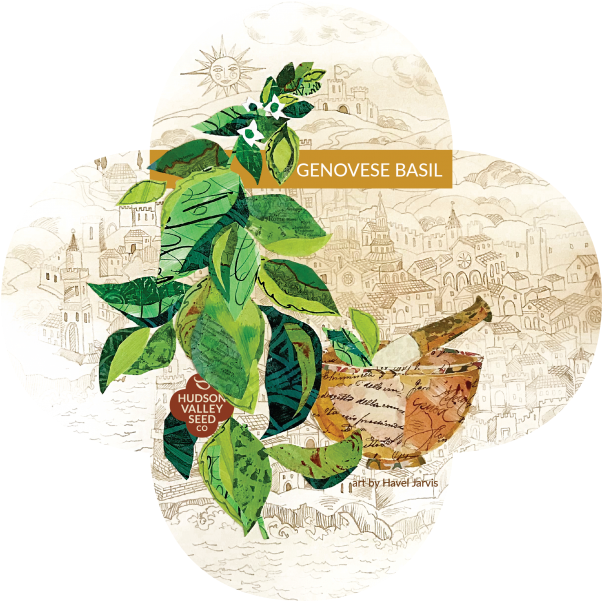 Genovese Basil Quatrefoil - Illustration (800x600), Png Download