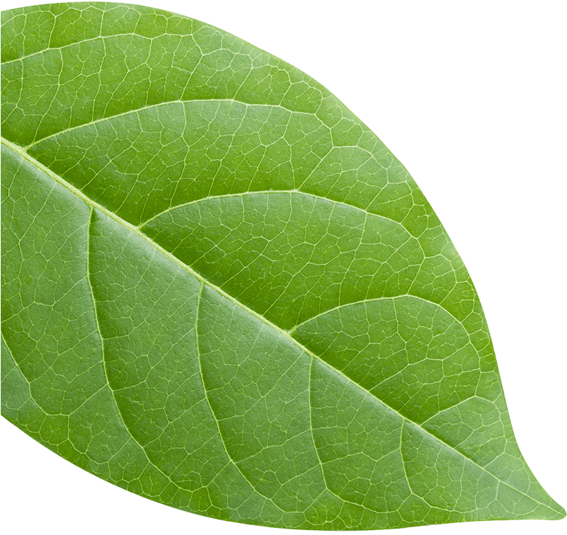 Green Leaf - American Aspen (800x774), Png Download