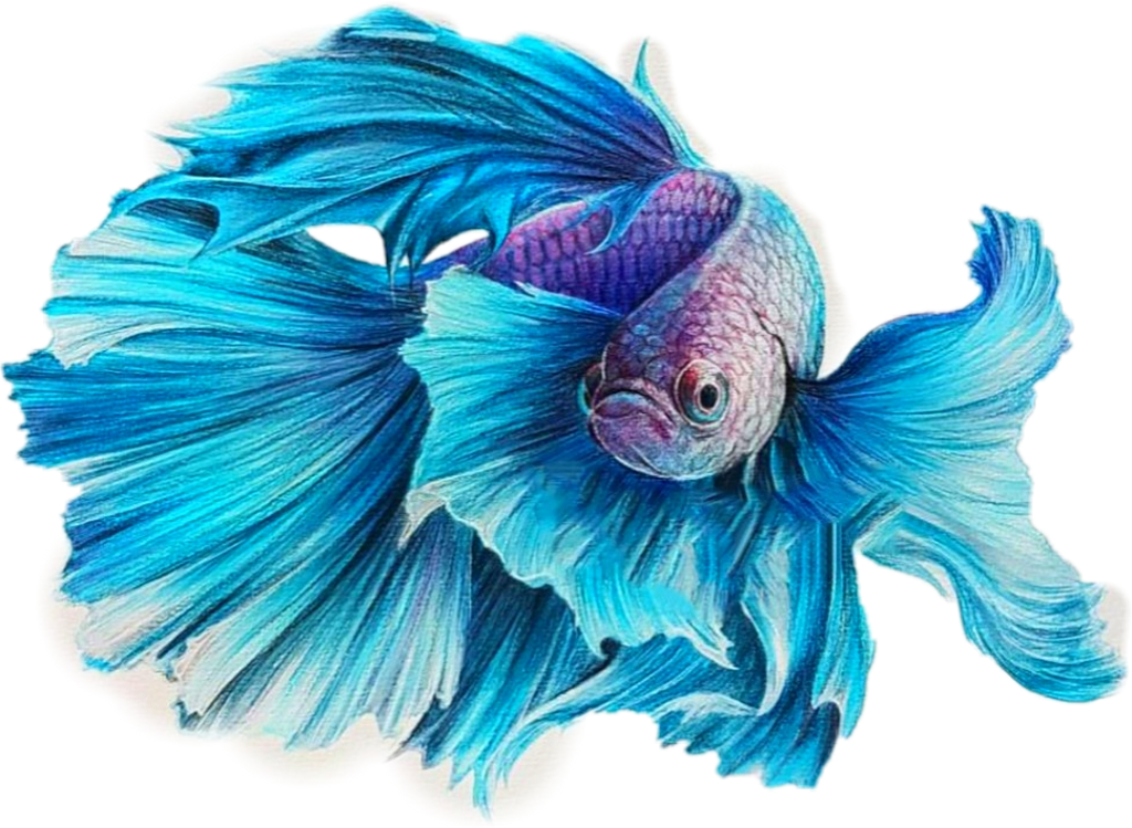 Betta Sticker - Chloe O Shea Art (1024x749), Png Download