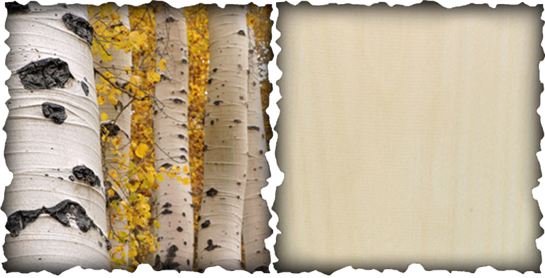 Divination, Communication, Eloquence, Intuition, Meditation, - Aspen Trees (784x400), Png Download