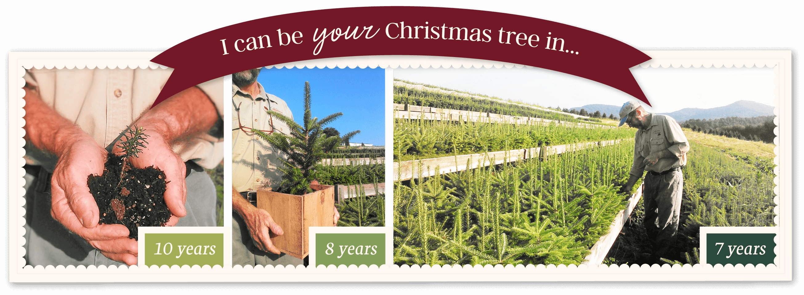 Icanbeyourtree - Plantation (2611x957), Png Download