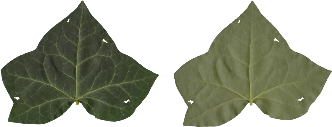 Nature Leaves - Maple Leaf (1140x481), Png Download