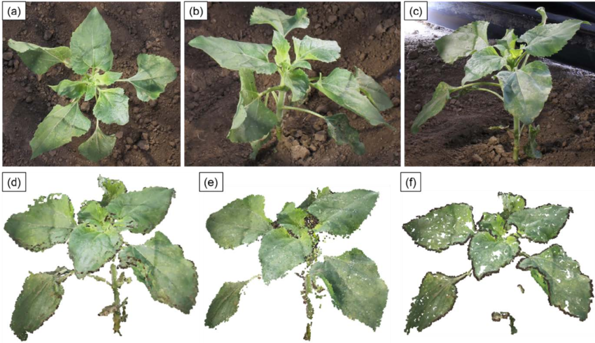 Download - Plant Pathology (850x491), Png Download