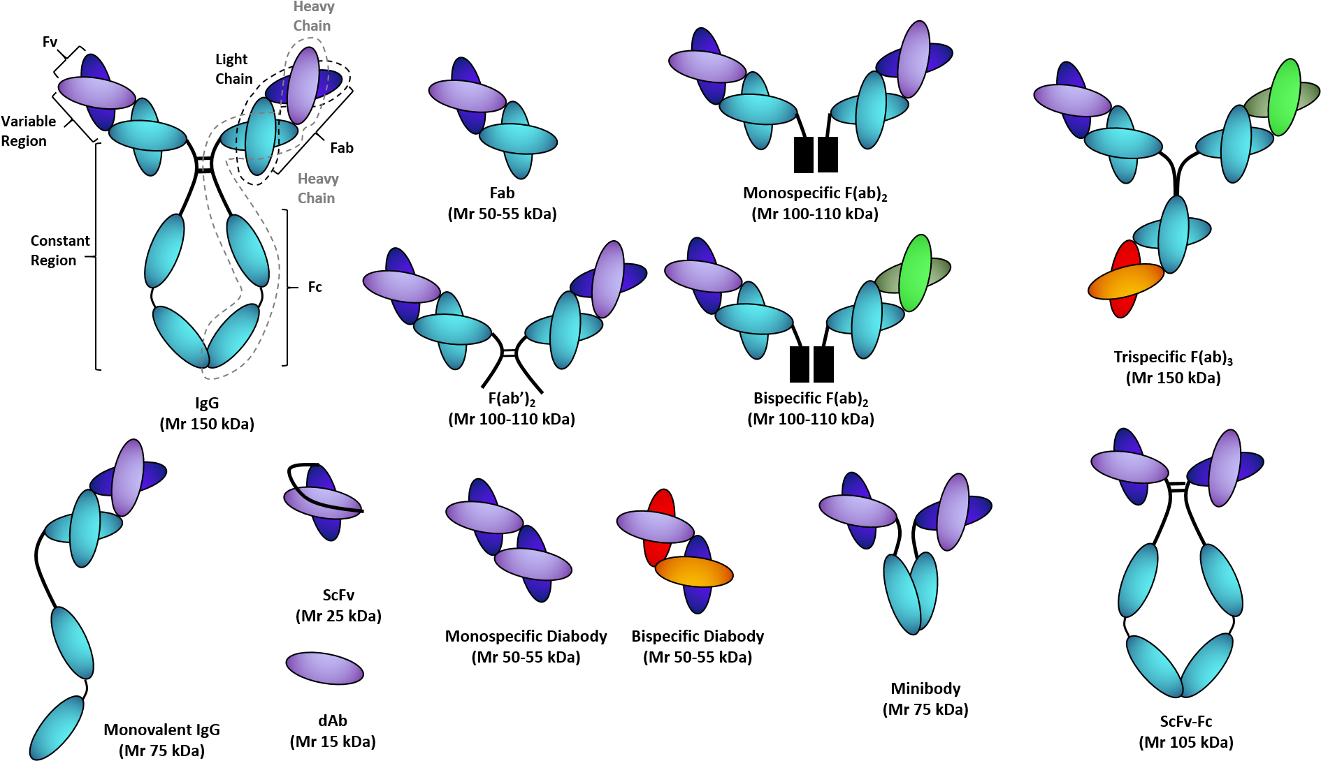 Recombinant Antibody Fragments - Therapeutic Antibody And Protein Process Development (1904x1119), Png Download