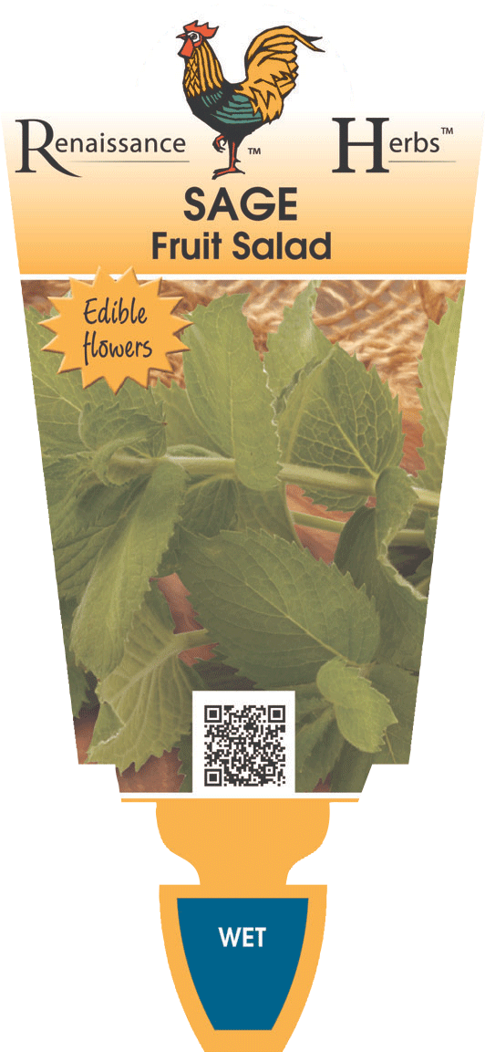 Sage Fruit Salad (580x1200), Png Download