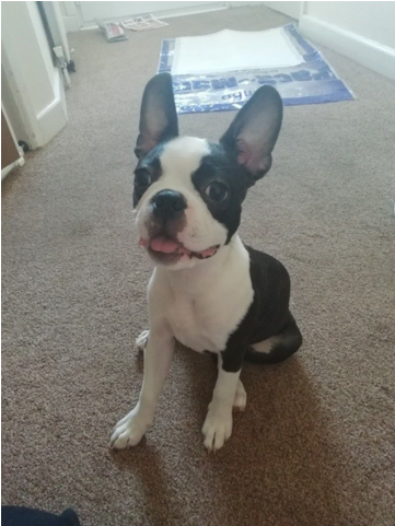 Boston Terrier Girl For Sale - Boston Terrier (640x480), Png Download