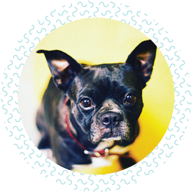 Mother To My Boston Terrier Rescue Stella @ciao Stella (1000x667), Png Download