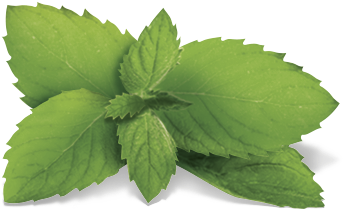 Houseplant (577x536), Png Download