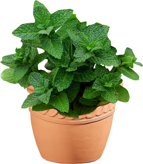 Mint - Basil (800x800), Png Download