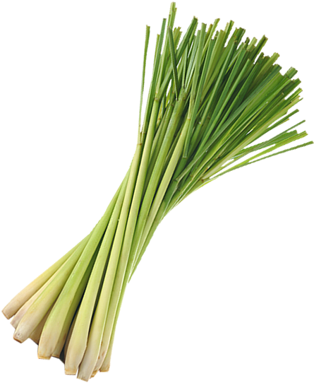 Lemongrass - Cymbopogon Winterianus (600x600), Png Download