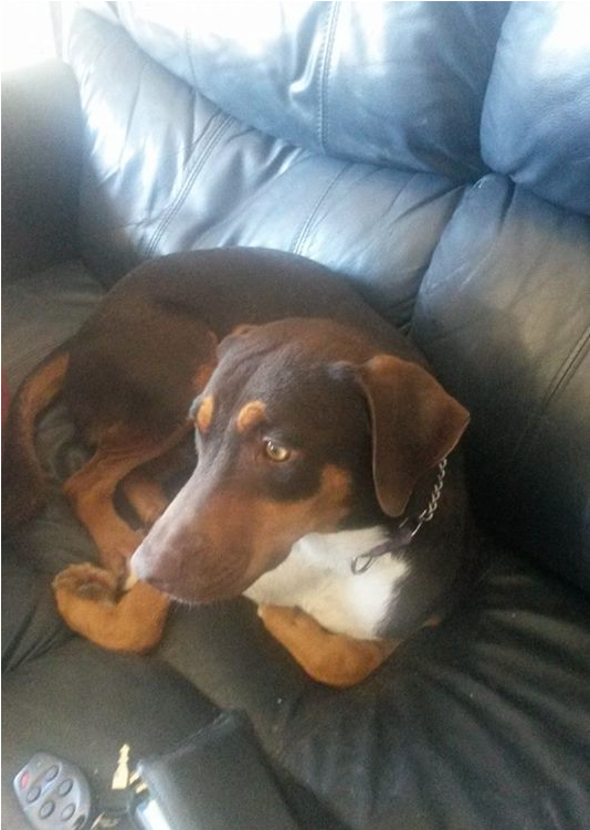 Aquilies Is A Neutered Male, Doberman Mix - Companion Dog (800x750), Png Download