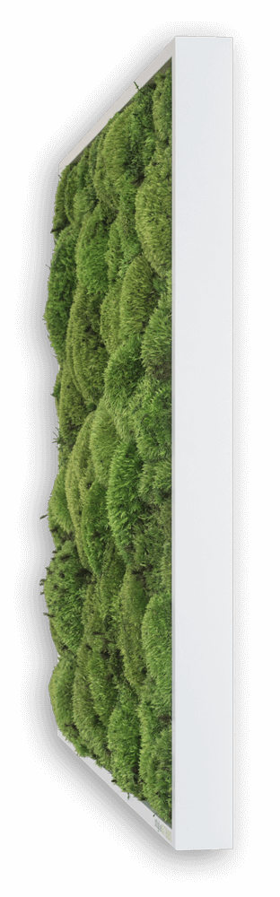 With This 35 X 35 Cm Ball Moss Picture You Get A Real - Thread (312x1000), Png Download