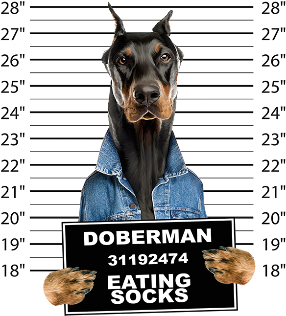 Doberman Mugshot - Doberman Mug Shot (625x675), Png Download