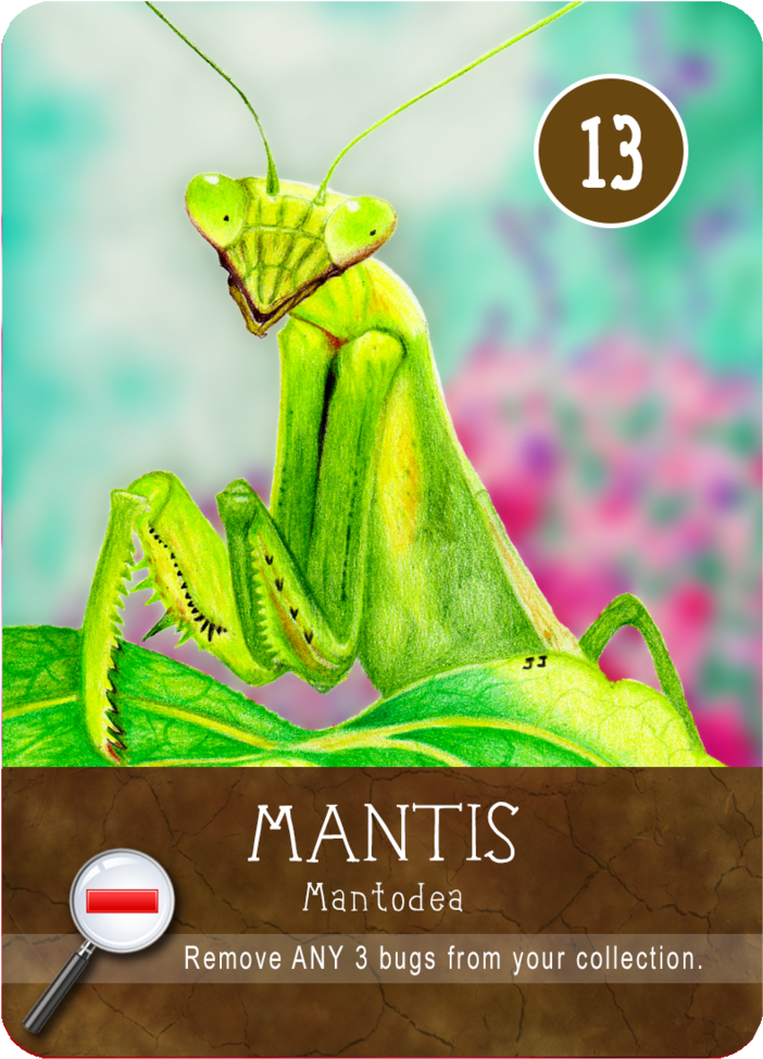 Mantidae (1000x1000), Png Download