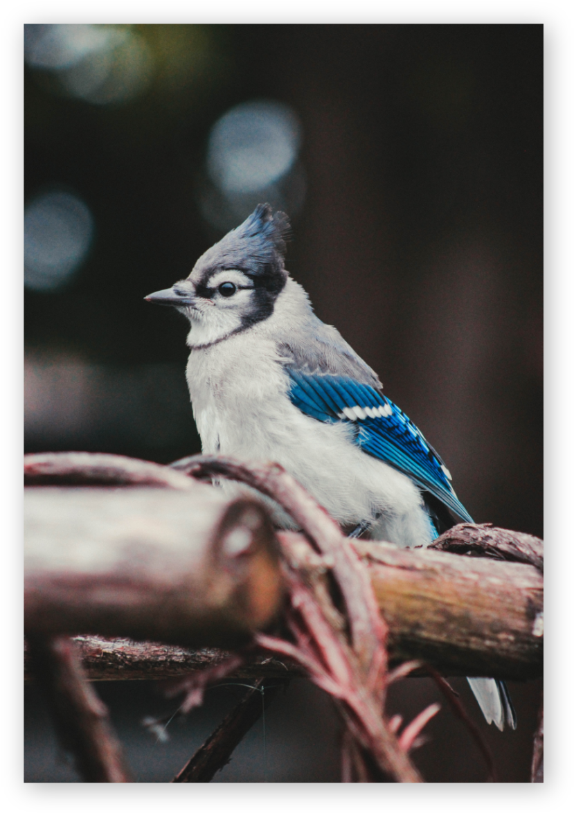 Why A Blue Jay The Blue Jay Is A Planner, It Values (855x1200), Png Download