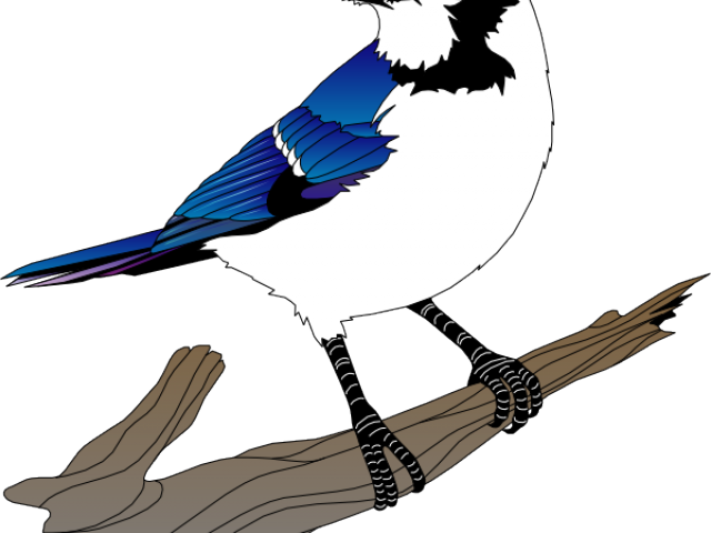 Blue Jay Clipart Birdie - Blue Jay Vector Png (640x480), Png Download