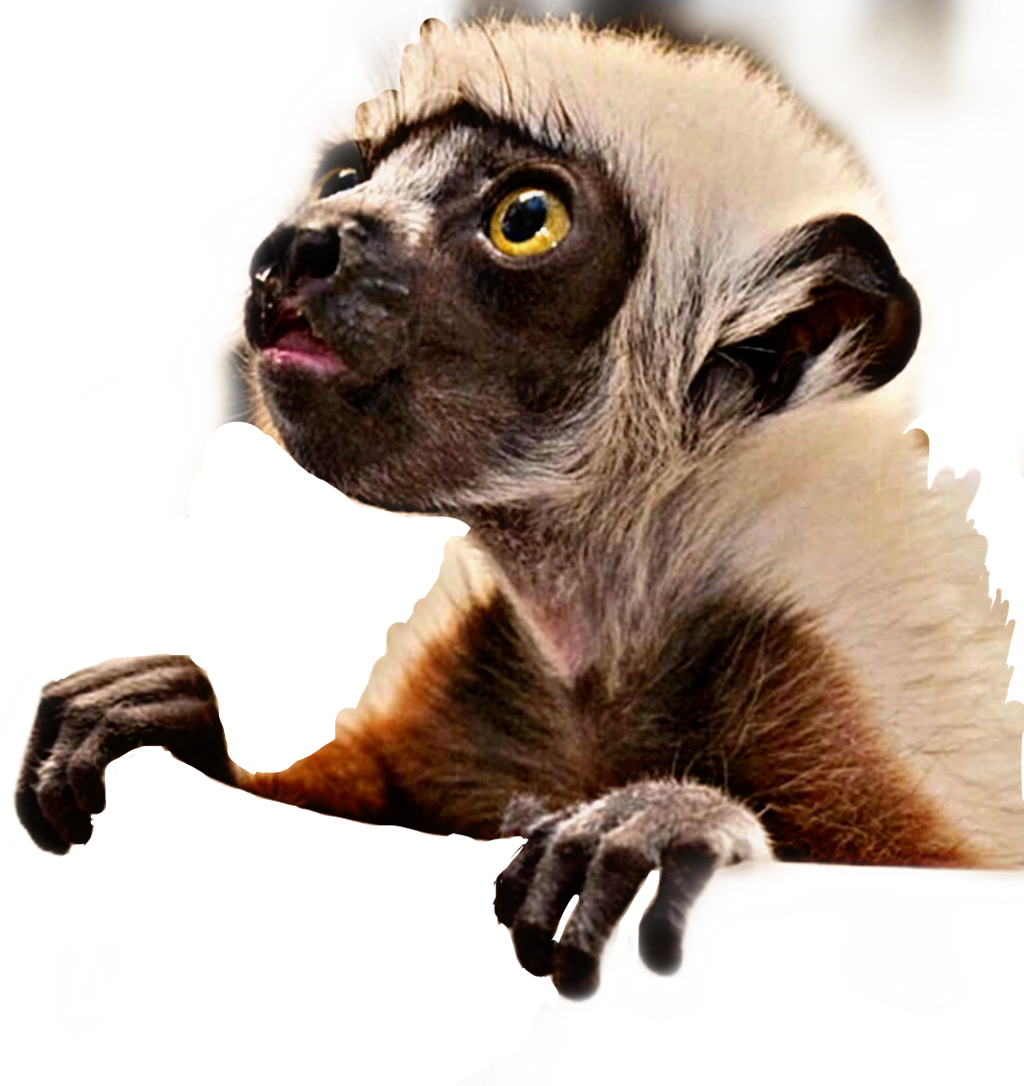 Baby Lemur Animal Cute Furry Curious Freetoedit - Coquerel's Sifaka Lemur Baby (1024x1086), Png Download