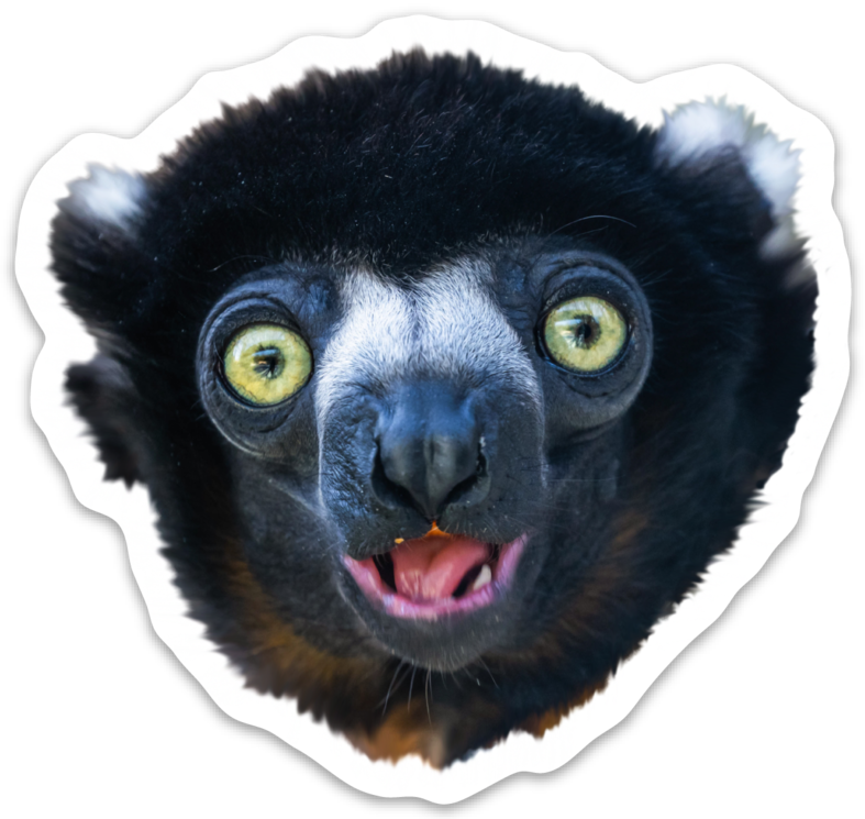 Sifaka (787x745), Png Download