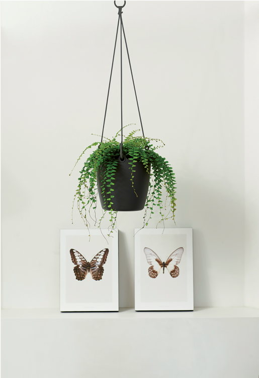 Home > Collection > Brussels Hanging Basket - Elho Brussels Hanging Basket 18cm White (750x750), Png Download