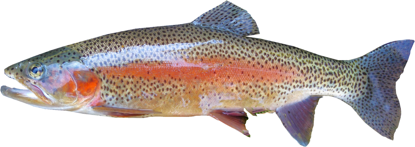 Isolated, Rainbow Trout, Freshwater - Rainbow Trout Fish (1354x480), Png Download