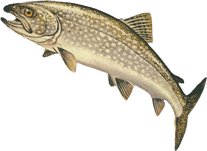 Lake Superior Fishermen Soon Shipped Many Tons Of Fish - Lake Trout (800x563), Png Download
