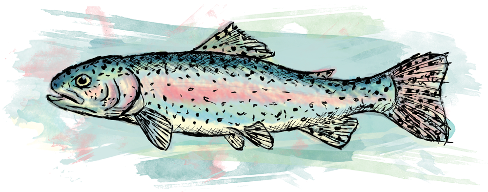 Drawings And Digital Paintings - Trout (1000x400), Png Download