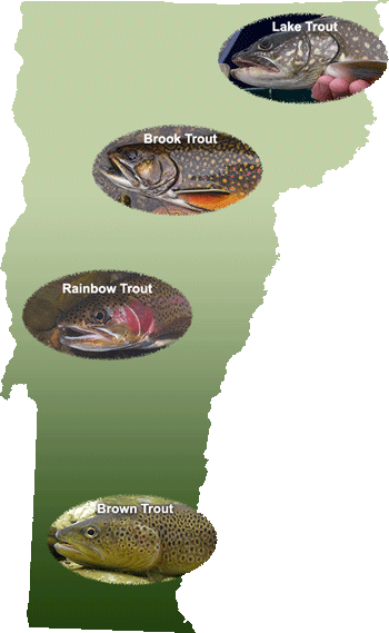 Vermont's Wild Trout - Vermont Fish & Wildlife Department (350x569), Png Download