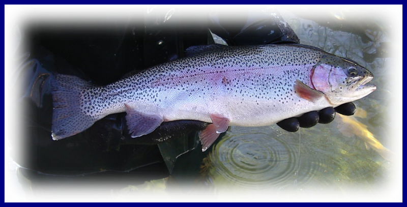 Farm Trout (800x407), Png Download