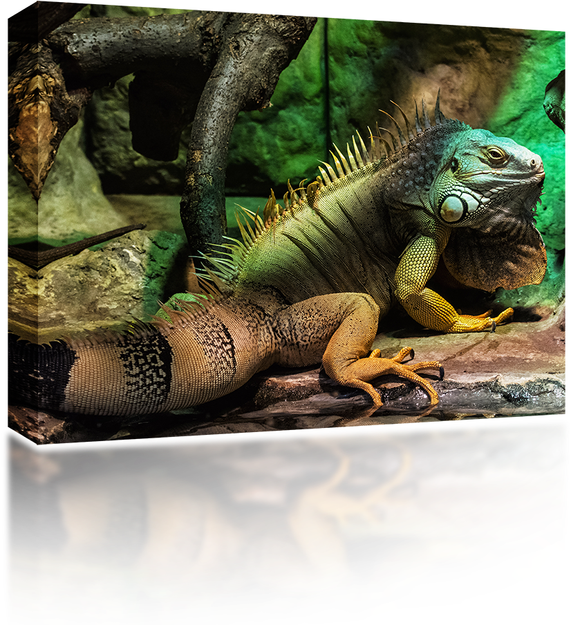 Iguana - South American Iguana (1024x1024), Png Download