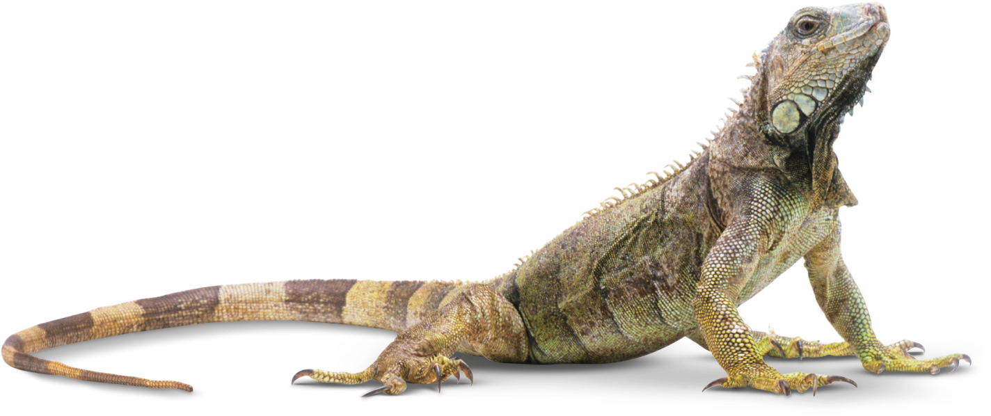“reptiles”的图片搜索结果 - 파충류 Png (1440x640), Png Download