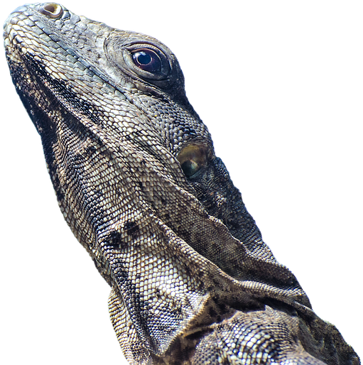 Iguana, Lizard, Scale, Reptile, Animal, Animal World - Lizard (960x635), Png Download