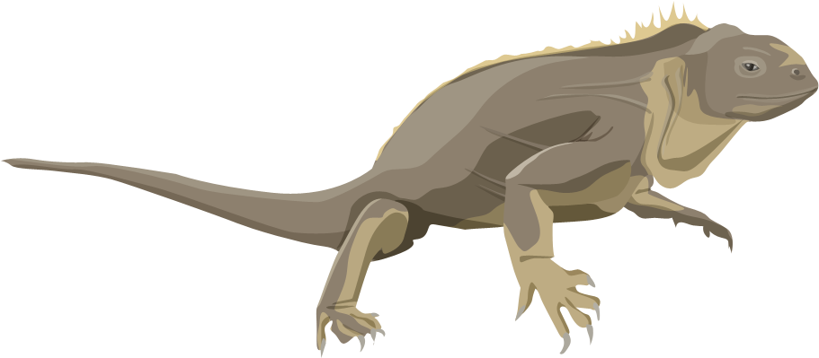 Jpg Freeuse Stock California Academy Of Sciences Gal - Galapagos Png (910x607), Png Download