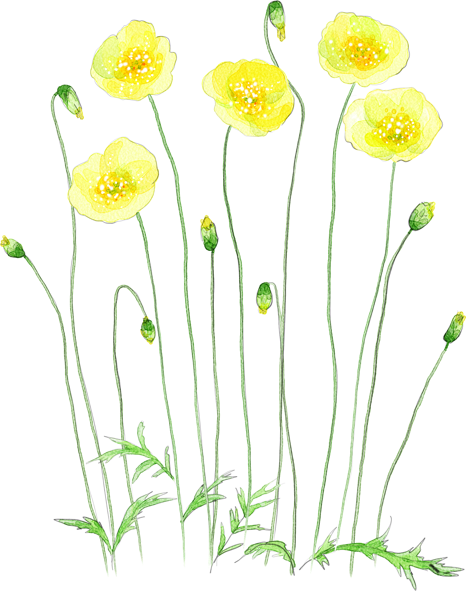 Image Royalty Free Chamomile Drawing Watercolor - Watercolor Yellow Flower Transparent (2480x2480), Png Download