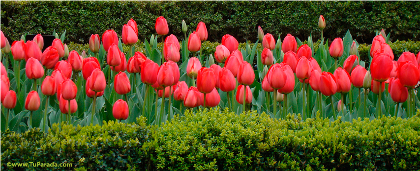 Buen Fin De Semana Con Flores (853x480), Png Download