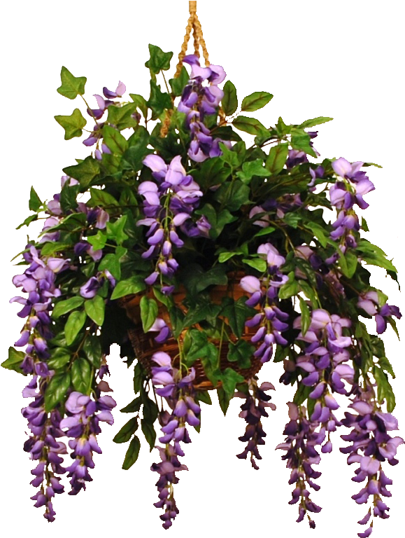 Wisteriaviolet-1 - Wisteria (587x800), Png Download