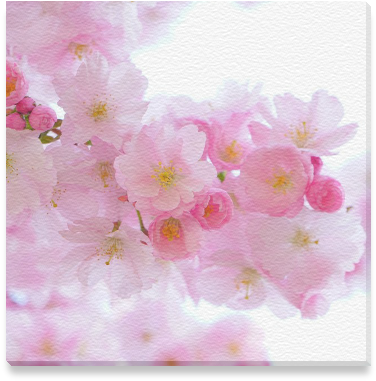 Beautiful Pink Japanese Cherry Tree Blossom Canvas - Cherry Blossom (800x800), Png Download