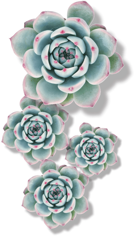 Booknow - Succulent Plant (499x824), Png Download