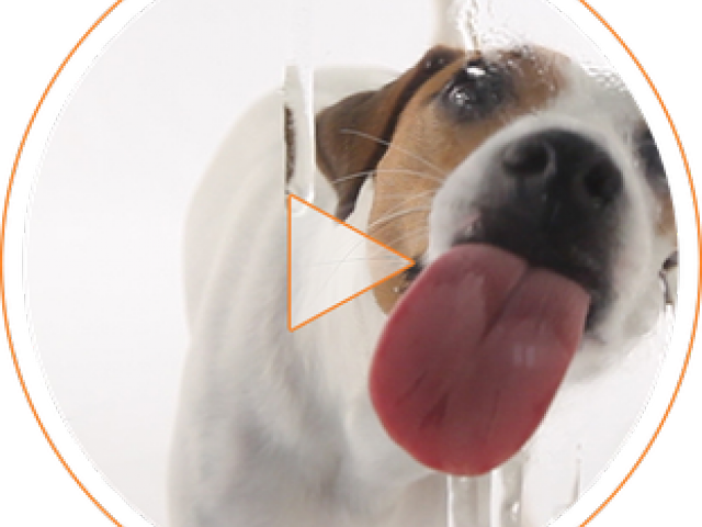 Perro Clipart One Dog - Dog Catches Something (640x480), Png Download