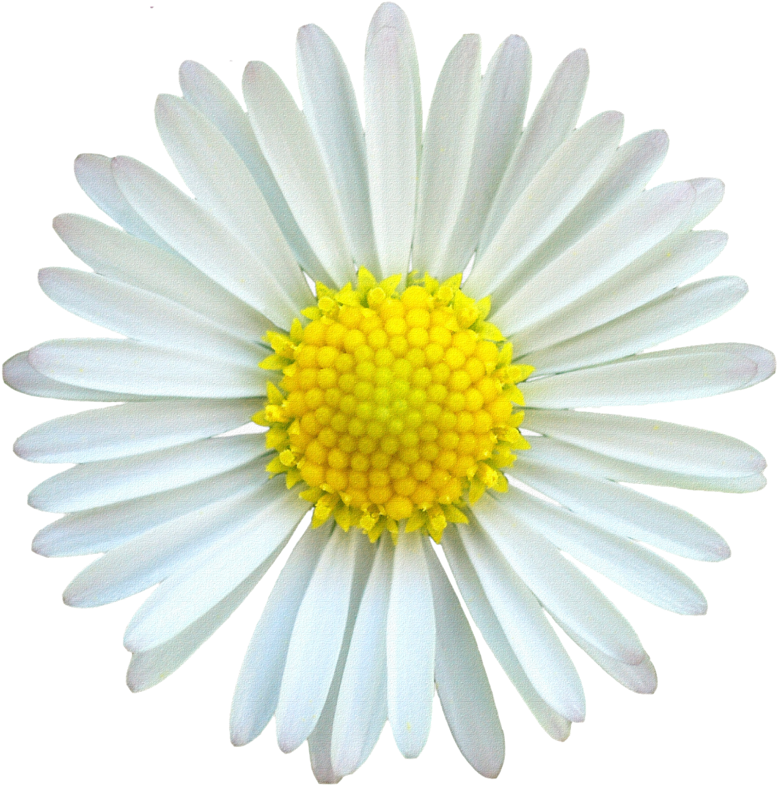 Desk Background, Mv - White And Yellow Daisy (1600x1592), Png Download