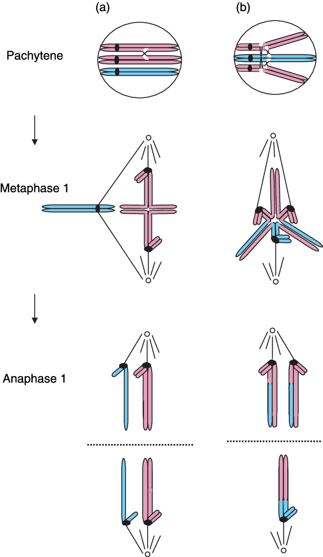 Cartoon Illustrating The Different Types Of Secondary - Bivalent And Univalent (643x1109), Png Download