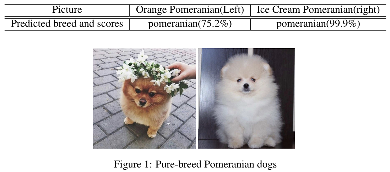 Dog Breed Identification - Companion Dog (1289x800), Png Download