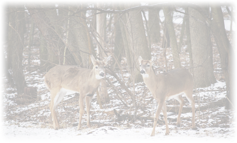 Photo Gallery Whitetail Deer No Doubt, Northern New - White-tailed Deer (937x568), Png Download