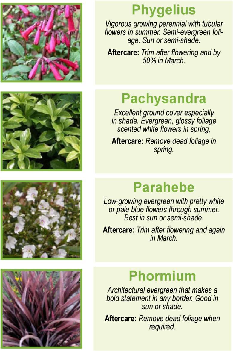 Phygelius Vigorous Growing Perennial With Tubulor Flowers - Lobelia (960x1362), Png Download