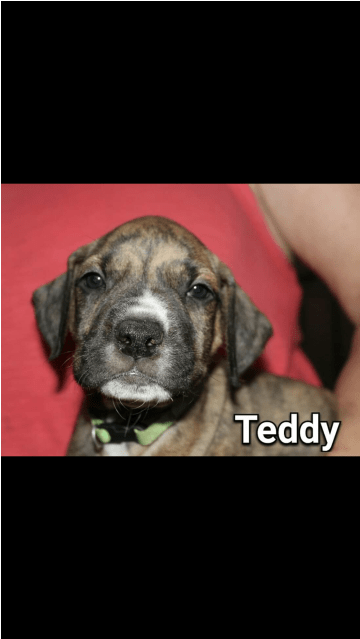 Donate To Petrescue - Companion Dog (638x638), Png Download